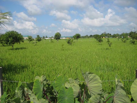 art 048 Ricefields. By Arthur Lapaan Allad-iw