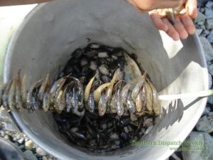 ABUNDANCE COMPLIMENTS OF THE RIVER. Photo by Jude Baggo