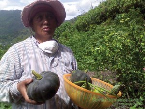 GARBAGE BOUNTIES. These vegetables are organically grown at the Bontoc Ecology Park 1 where the biodegradable waste of this town is dumped. Photo by Kimberlie Ngabit-Quitasol