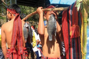 GRATEFULNESS. The Bauko people have all the reason to be thankful for the bountiful harvest they are enjoying. One way of expressing such is the annual holding of the “Begnas di Bauko” offering prayers and hosting three days of festivities where everybody is welcome. Photo by Aldwin Quitasol